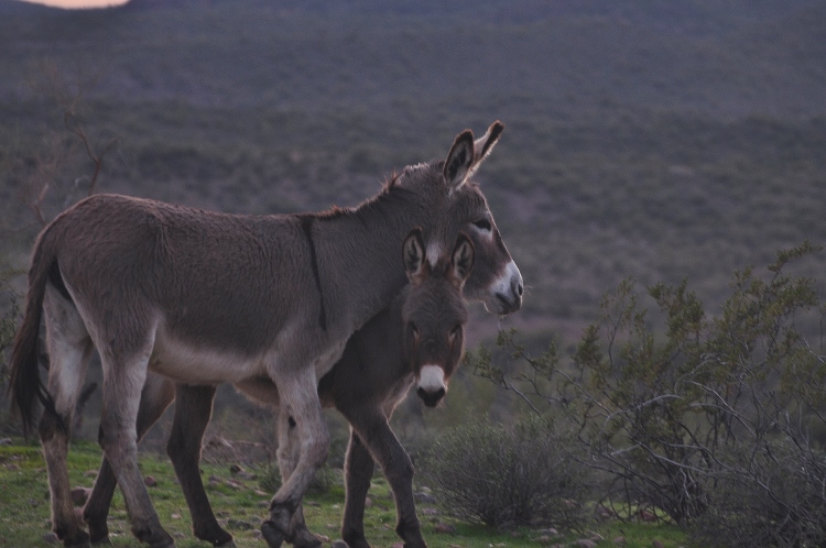 burros